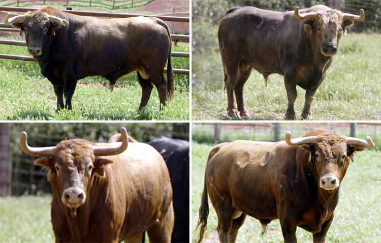 Estos son cuatro toros -aún con fundas en los pitones- de los apartados por el ganadero Daniel Ruiz. (FOTOS: Aplausos)