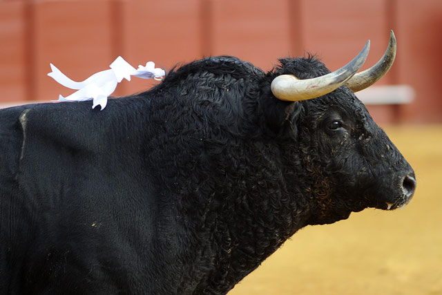 Divisa blanca del toro de Gavira al saltar al ruedo maestrante. (FOTO: Matito)