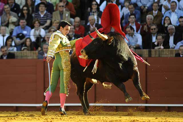 La flexibilidad de cuello del novillo de Espartaco.