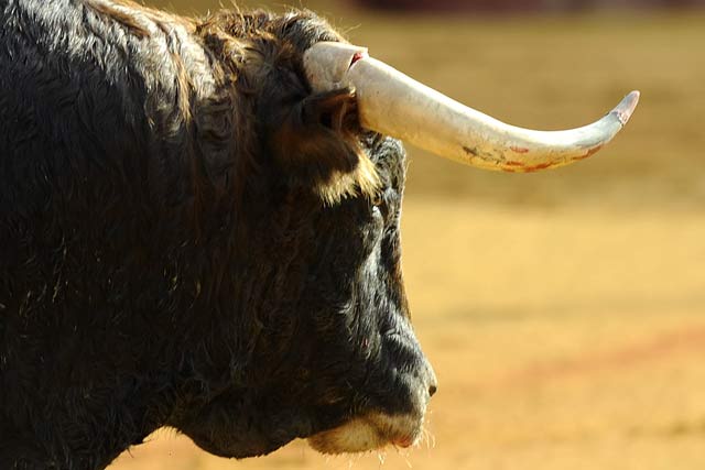 El segundo toro se partió el pitón derecho y fue devuelto. (FOTO: Matito)