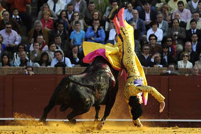 El toro rebaña por abajo y lo voltea de forma dramática.