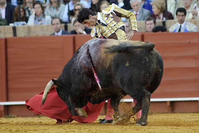 El toro comezó a ponerse a la defensiva.