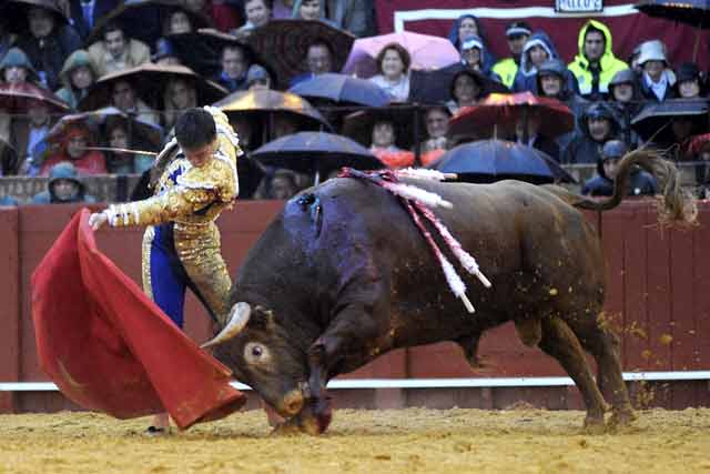 Echándose todo el toro hacia adelante en el pase de pecho.