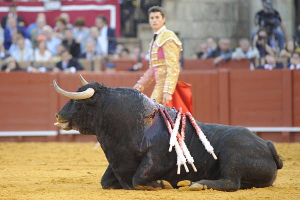 El sexto toro de Fuente Ymbro se echó ante Daniel Luque. (FOTO: Matito)