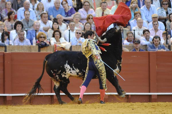 El toro  no deja rematar a El Fandi el pase de pecho. (FOTO: Matito)