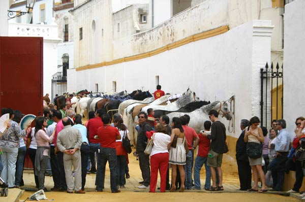 La admiración al caballo es cada día más populosa