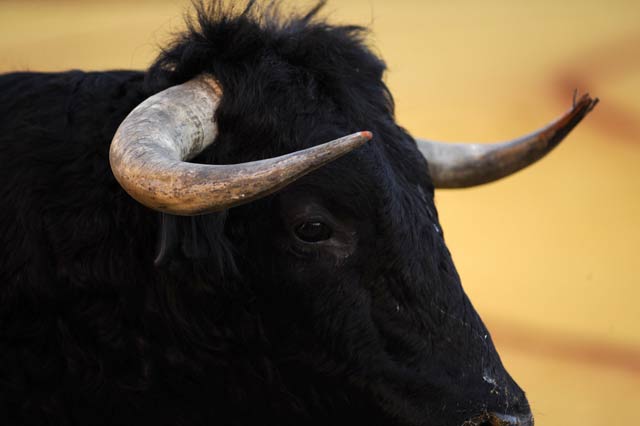 El sexto: la 'excelente' presentación de los toros en Sevilla... (FOTO: Matito)