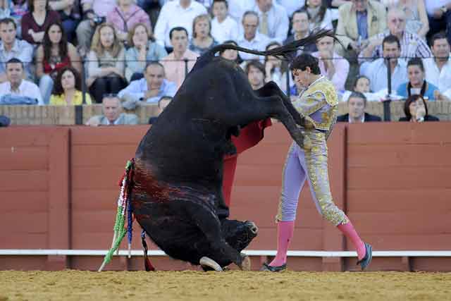 Un novillo con dotes equilibristas.