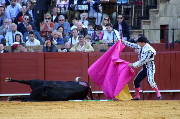 Al novillo le costó volver a mantenerse en la vertical.