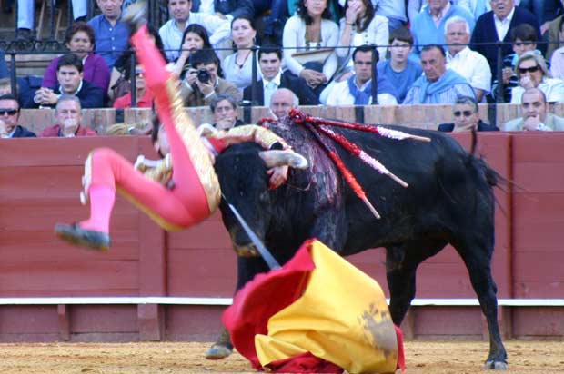 Con el torero en el aire, el novillo lo zarandeó con saña.