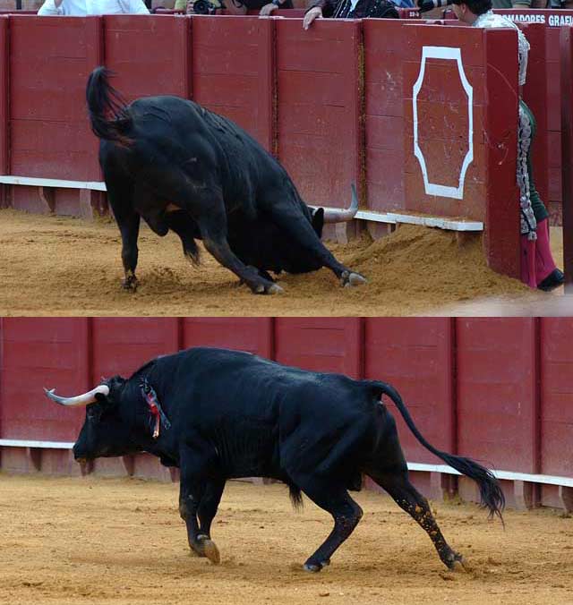 El predsidente Julián Salguero ordenó continuar la lidia con la temeridad de un toro tambaleante tras el fuerte golpe. (FOTO: Matito)