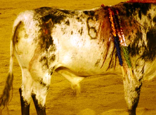 Uno de los erales salió al ruedo con una herida en los cuartos traseros. (FOTO: Javier Martínez)