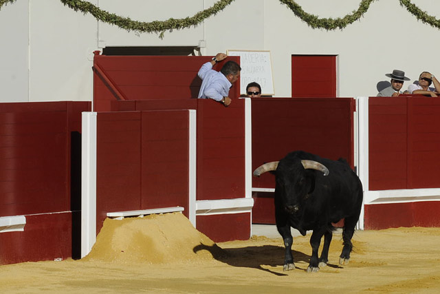 Primer toro en la arena del nuevo coso de Utrera. (FOTO: Matito)