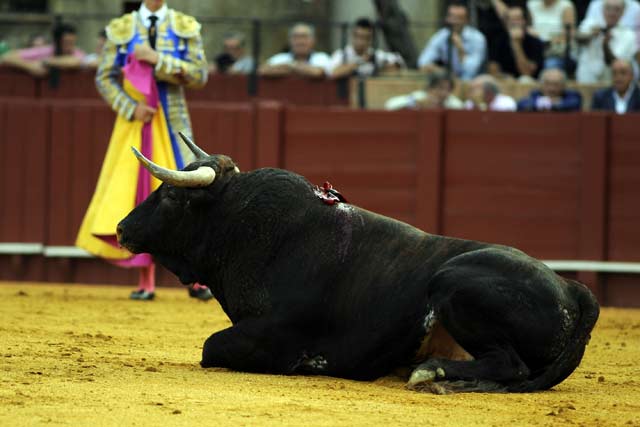 Los novillos de 'Toros de La Plata'. (FOTO: Sevilla Taurina)