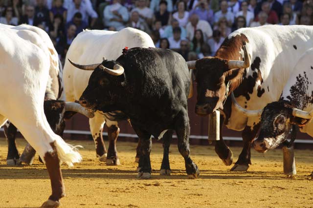 Hasta tres sobreros se lidiaron. Inválidos, pobre presentación y pitones estallados. (FOTO: Sevilla Taurina)