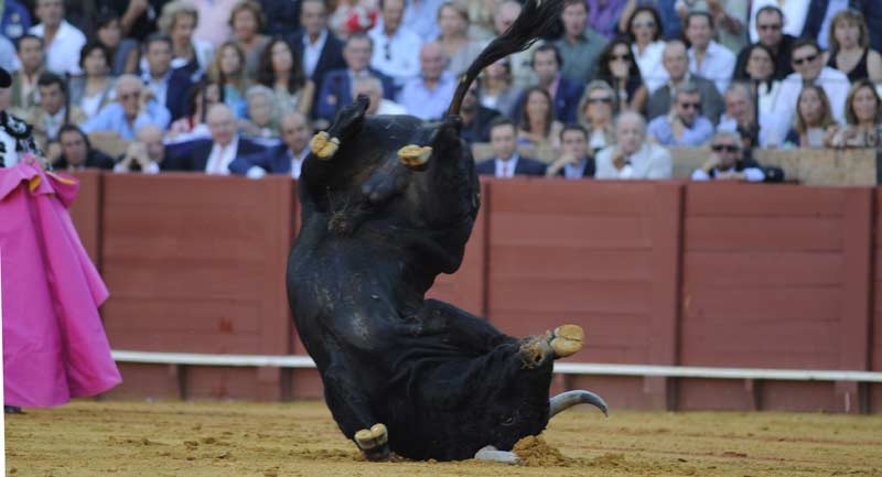 El toro de Zalduendo número 91, rechazado en Bilbao por 'despitorrado', aprobado para la Maestranza. (FOTO: Sevilla Taurina)