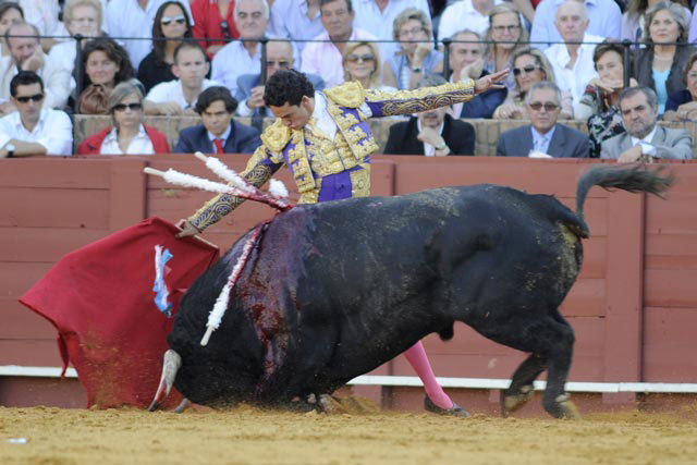 El toro de Hermanos Sampedro, un sobrero de El Puerto de Santa María, se desploma en la Real Maestranza. (FOTO: Sevilla Taurina)