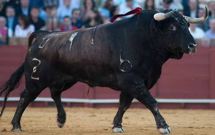 Toro 91 de Zalduendo, rechazado en Bilbao un mes antes por 'despitorrado' del derecho. En Sevilla el pitón derecho tenía estaba 'limpio' pero 'menguante'. (FOTO: Matito)