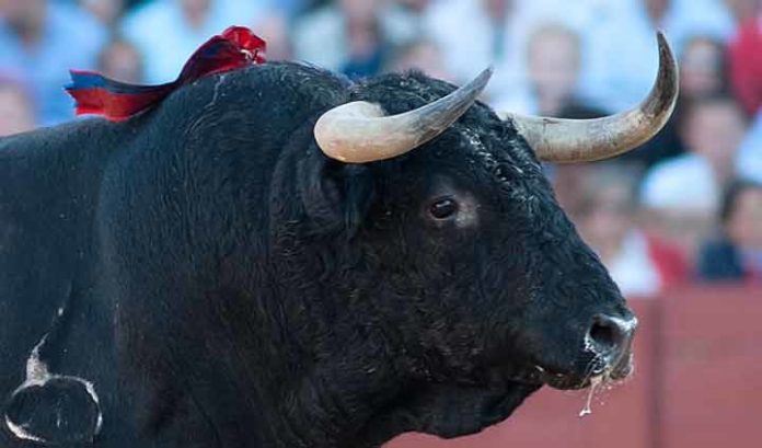 El toro 'despitorrado' de Zalduendo lidiado en Sevilla. (FOTO: Matito)