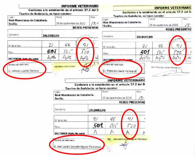 Los tres veterinarios dieron como 'apto' a este toro, a pesar de la visible anomalía del pitón dreecho.