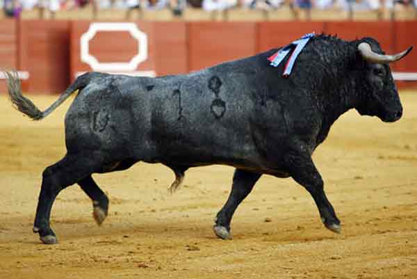 Toro de Vicorino Martín.