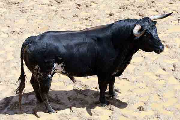 Toro de Conde de la Maza para hoy.