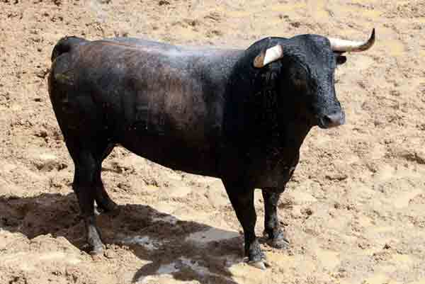 Toro de Conde de la Maza para hoy.