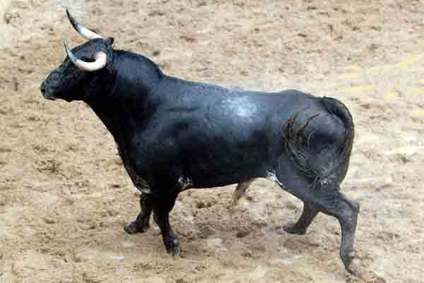 Toro de Conde de la Maza para hoy.