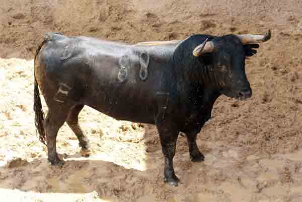 Toro de Conde de la Maza para hoy.