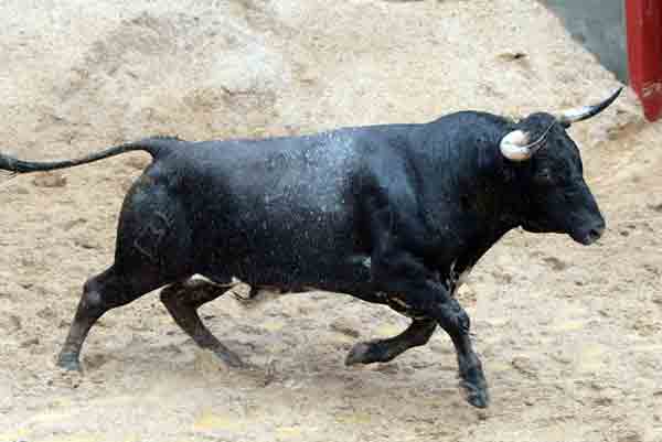 Toro de Conde de la Maza para hoy.