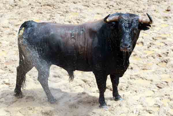 Toro de Conde de la Maza para hoy.