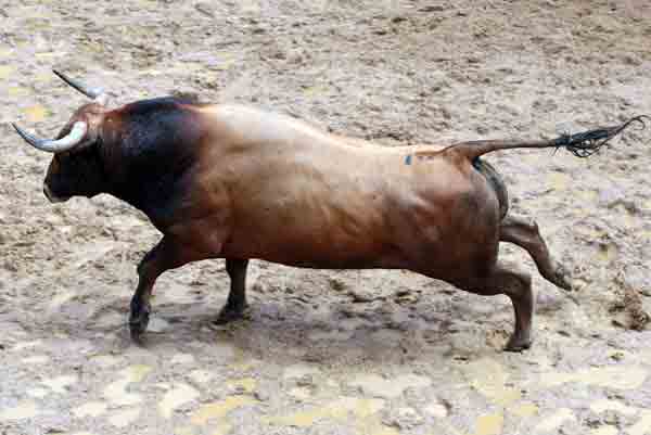 Toro de Conde de la Maza para hoy.