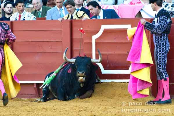 El segundo, asfixiado y moribundo, se echó hasta seis veces antes de entrarle a matar Salvador Cortés. (FOTO: Paco Díaz/toroimagen.com)