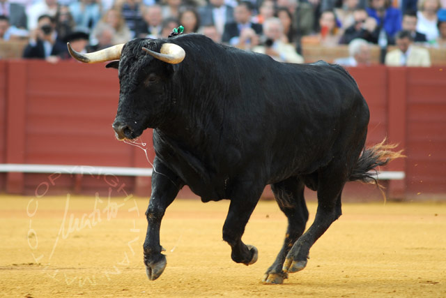 Primer toro de Fuente Ymbro.