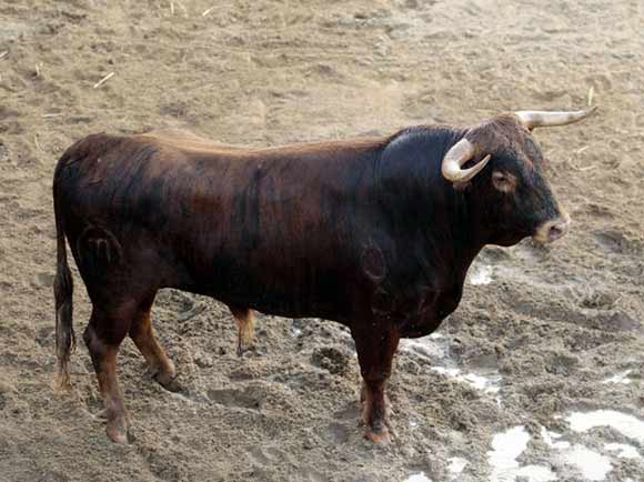 6º Número 1. Cabrero. Castaño chorreao. 456 kilos