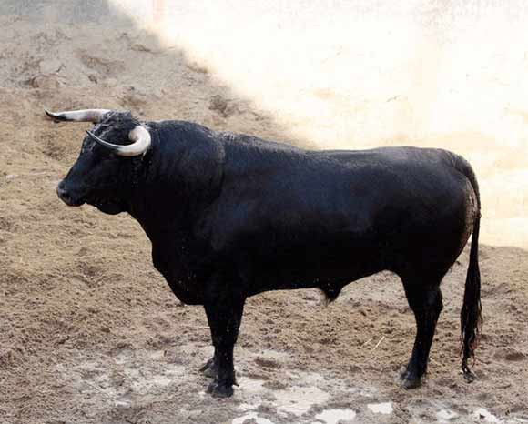 1º Número 16. Gama. Negro. 468 kilos.