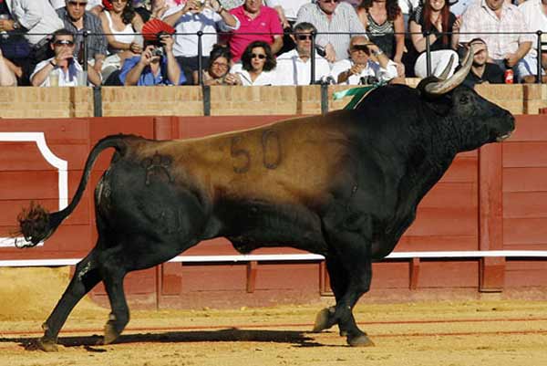 Toro de Miura.