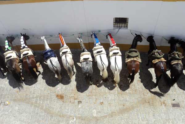 Los caballos de rejoneo, adornados y preparados para salir al albero de la plaza de Sevilla. (FOTO: Javier Martínez)