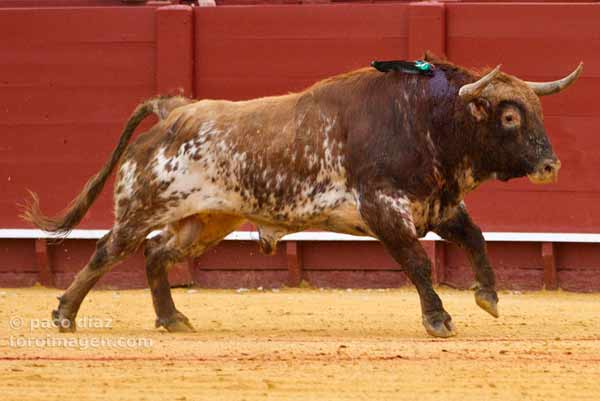 Toro de El Ventorrillo.