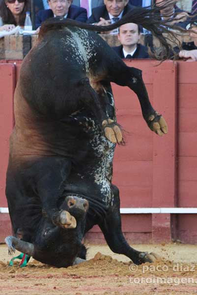 Un enorme toro de Miura en una espectacular voltereta. (FOTO: Paco Díaz/toroimagen.com)