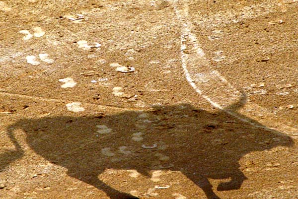 la sombra del toro sobre el albero. (FOTO: Javier Martínez)