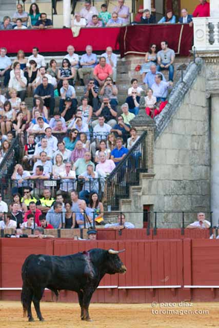 Este es otro. Mírelo bien, presidenta, y si esto es lo que merece Sevilla... (FOTO: Paco Díaz/toroimagen.com)