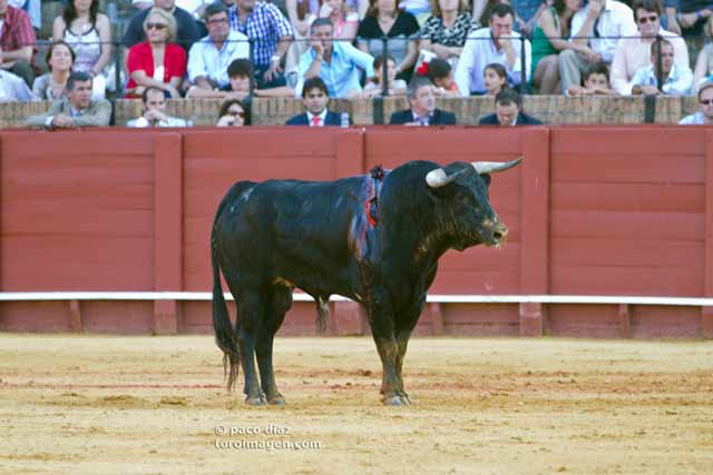 La presentación de la novillada, por debajo del mínimo exigible para un festejo de abono en la Maestranza. (FOTO: Paco Díaz/toroimagen.com)