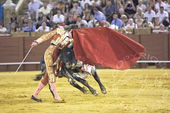 El novillo se le cuela hacia al cuerpo a Tomás Angulo. (FOTO: López-Matito)