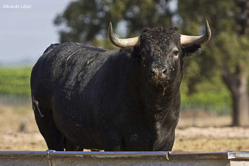 El toro cárdeno, chato y 'guapo' de Pablo Romero.