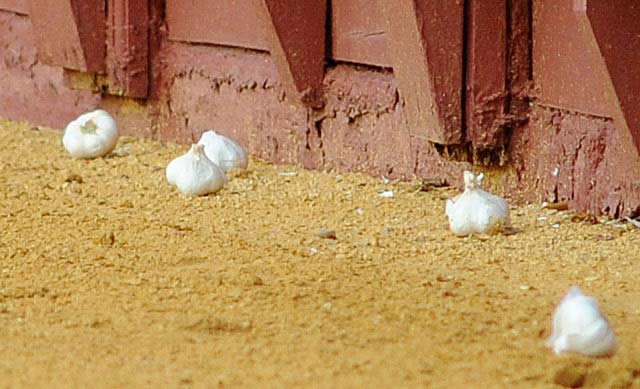 Cabezas de ajos arrojados al ruedo de la Maestranza para liberarnos de... la negatividad. (FOTO: López-Matito)