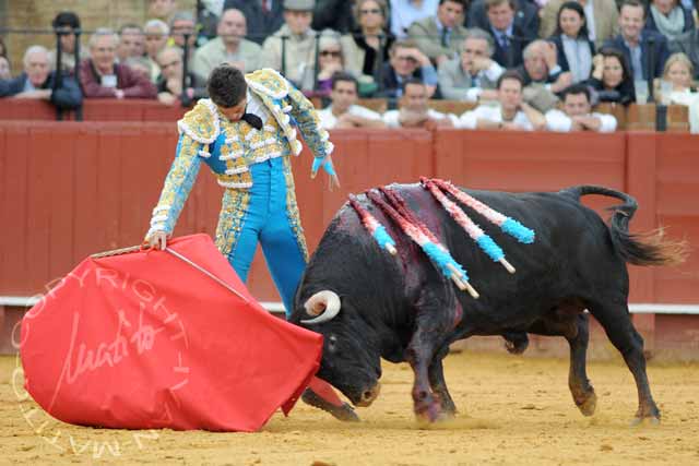 'Arrojado', de la ganadería de Núñez del Cuvillo, el toro histórico de la temporada. (FOTO: López-Matito)