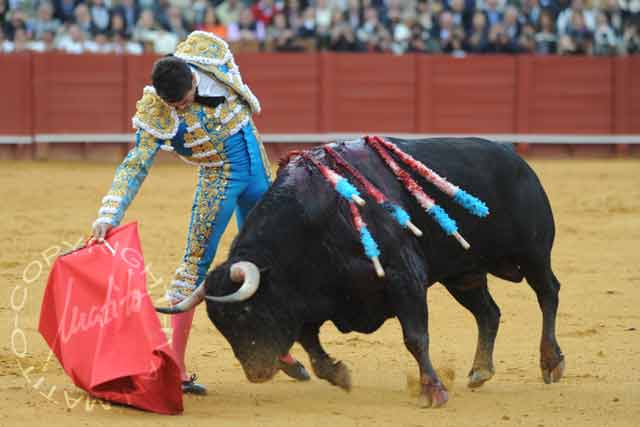 El excelente toro indultado 'Arrojado', de Cuvillo.