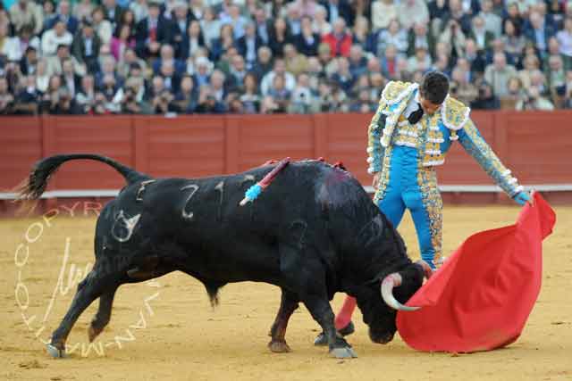 Manzanares y el toro indultado, 'Arrojado', de Cuvillo.