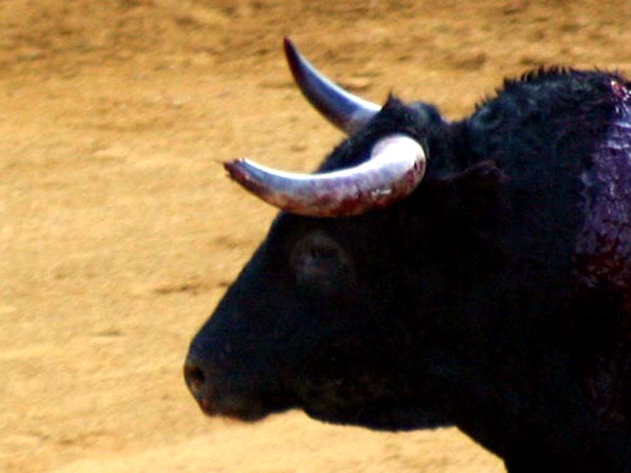 Sevilla no puede admitir que se lidien toros así. (FOTO: Javier Martínez)